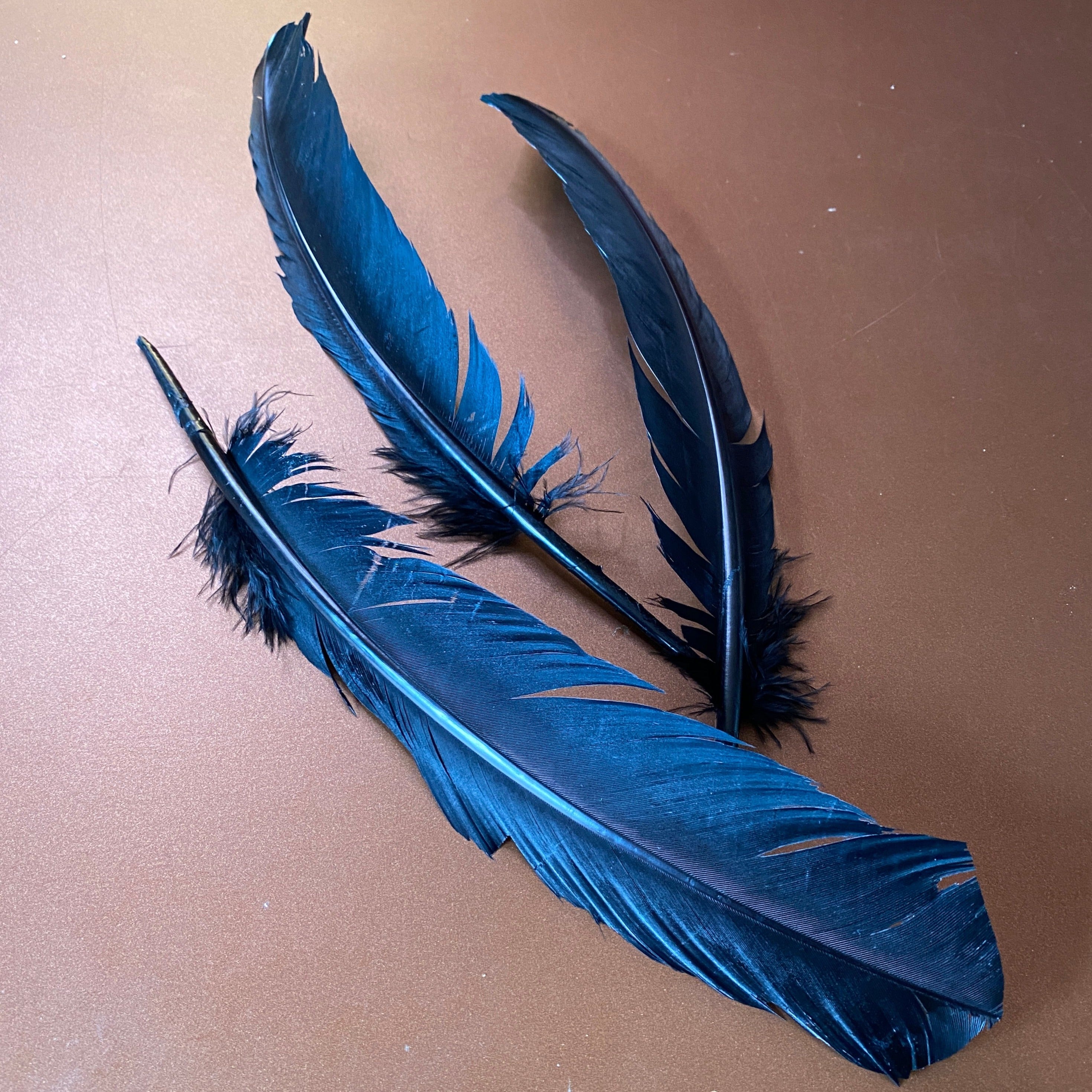 FEDER VON KRÄHE – 20 cm