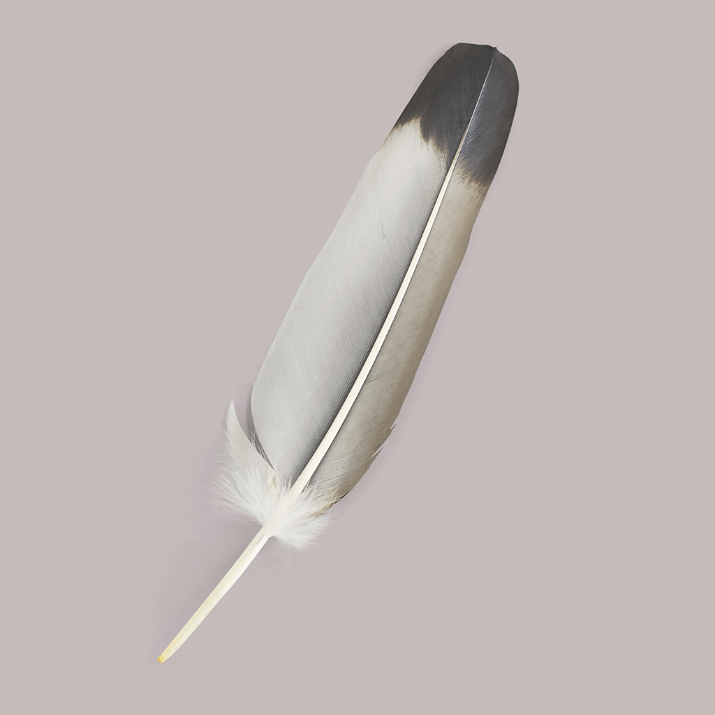 KLARHEIT – Feder vom afrikanischen Adler (Gaukler) 27 cm