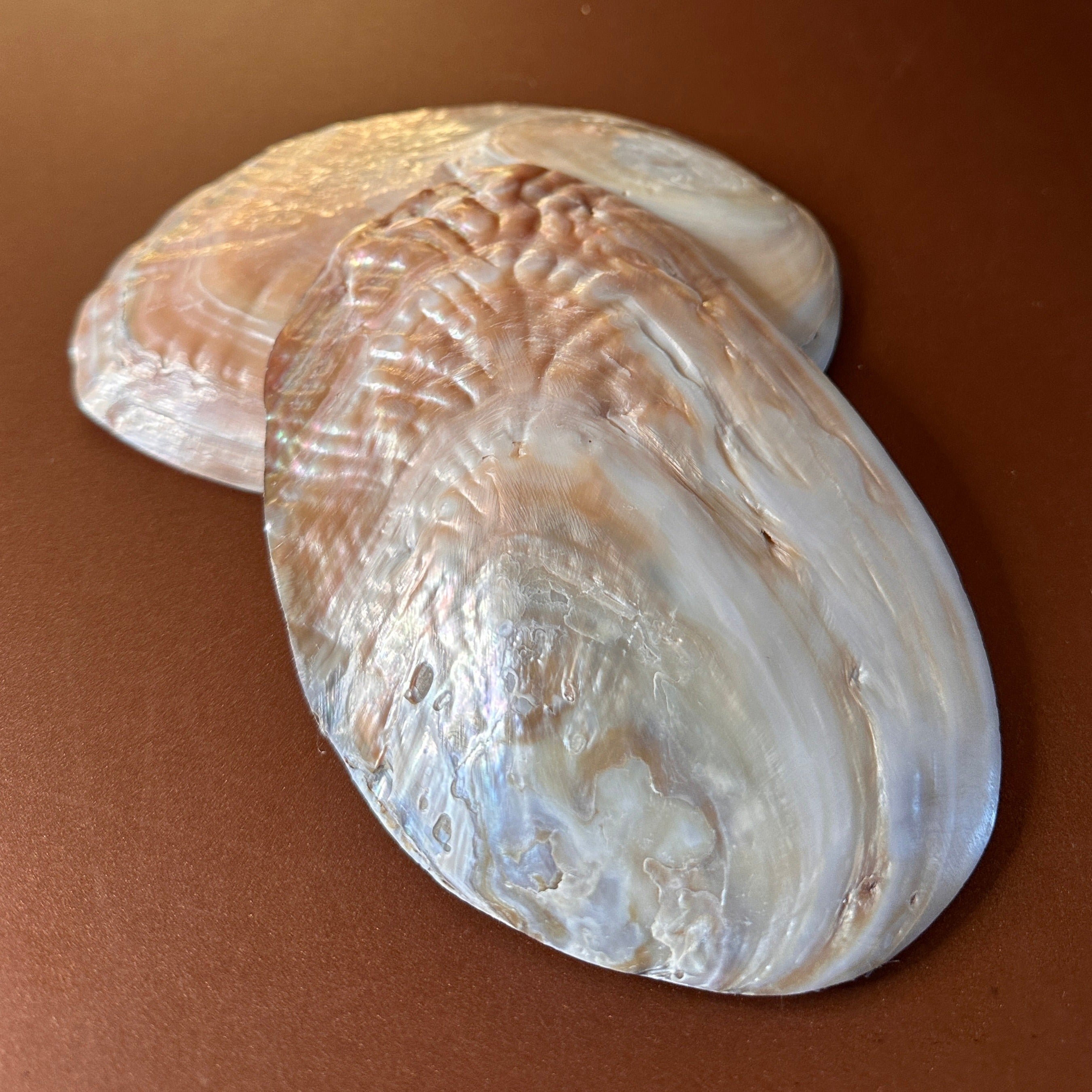 MUSCHEL – Süßwasser Perlmutt Schale - Muschel