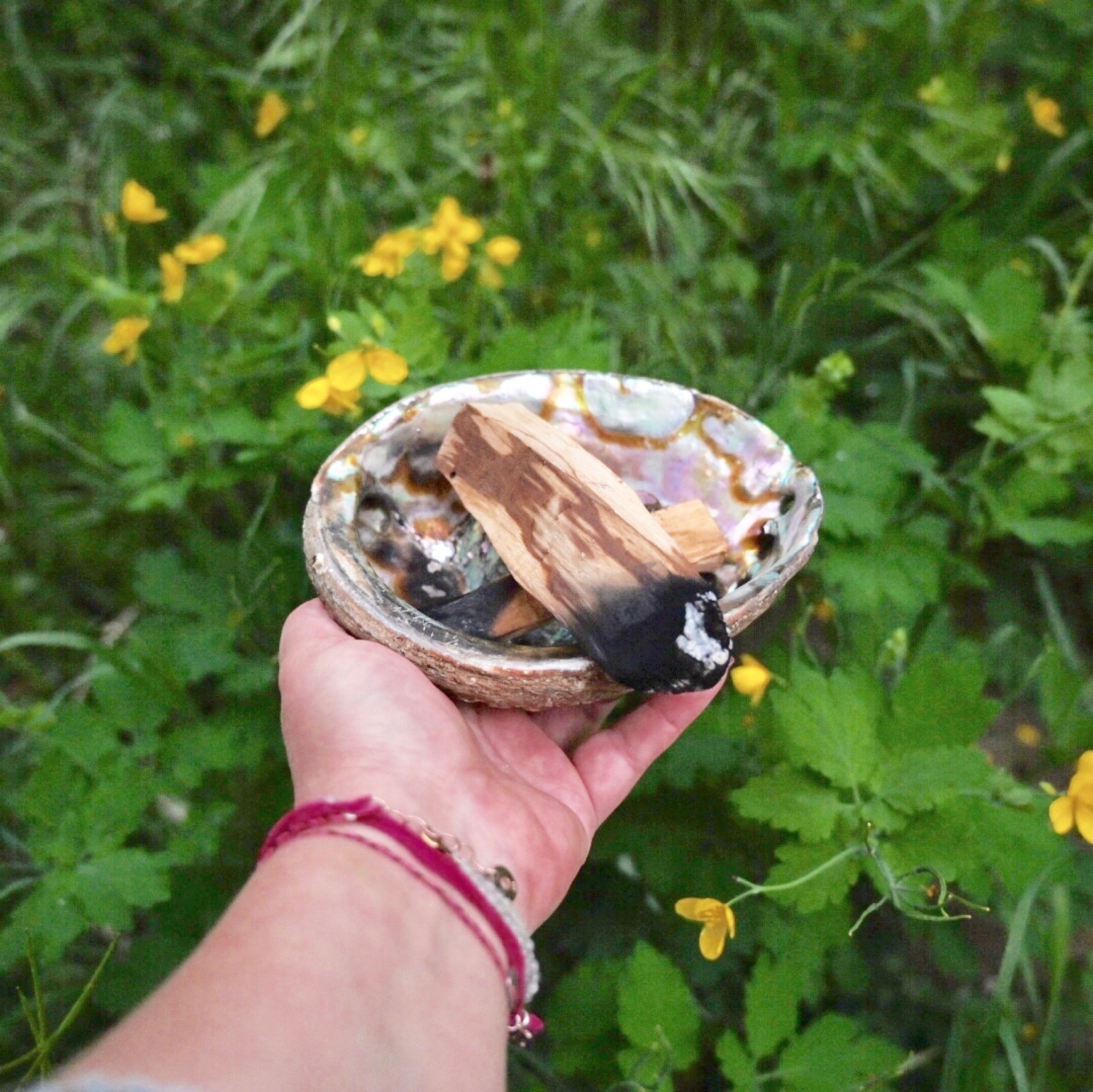 ABALONE - Muschel