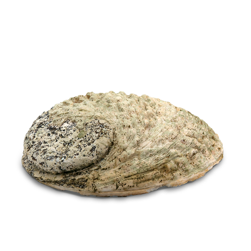 ABALONE - Muschel