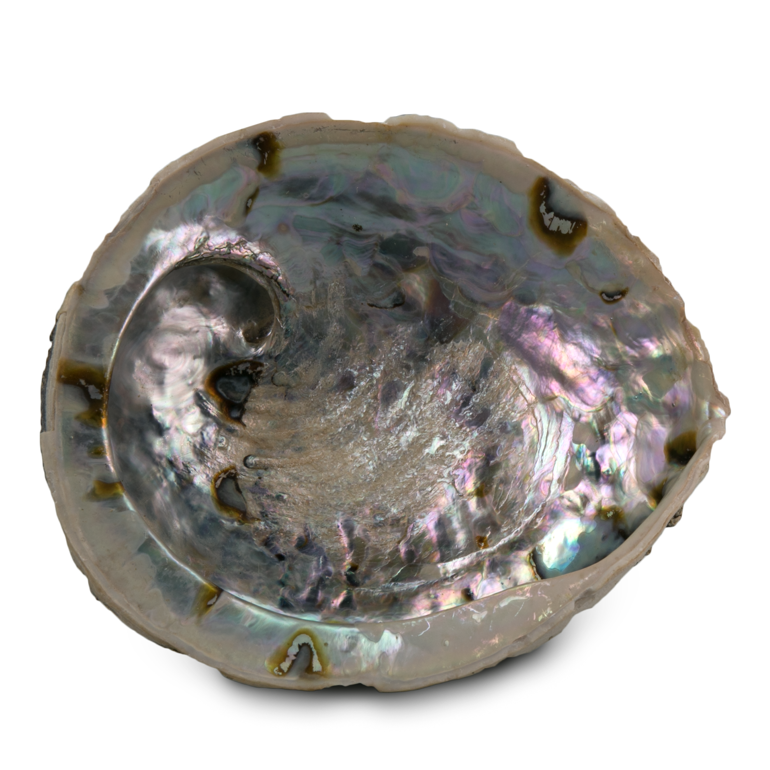 ABALONE - Muschel