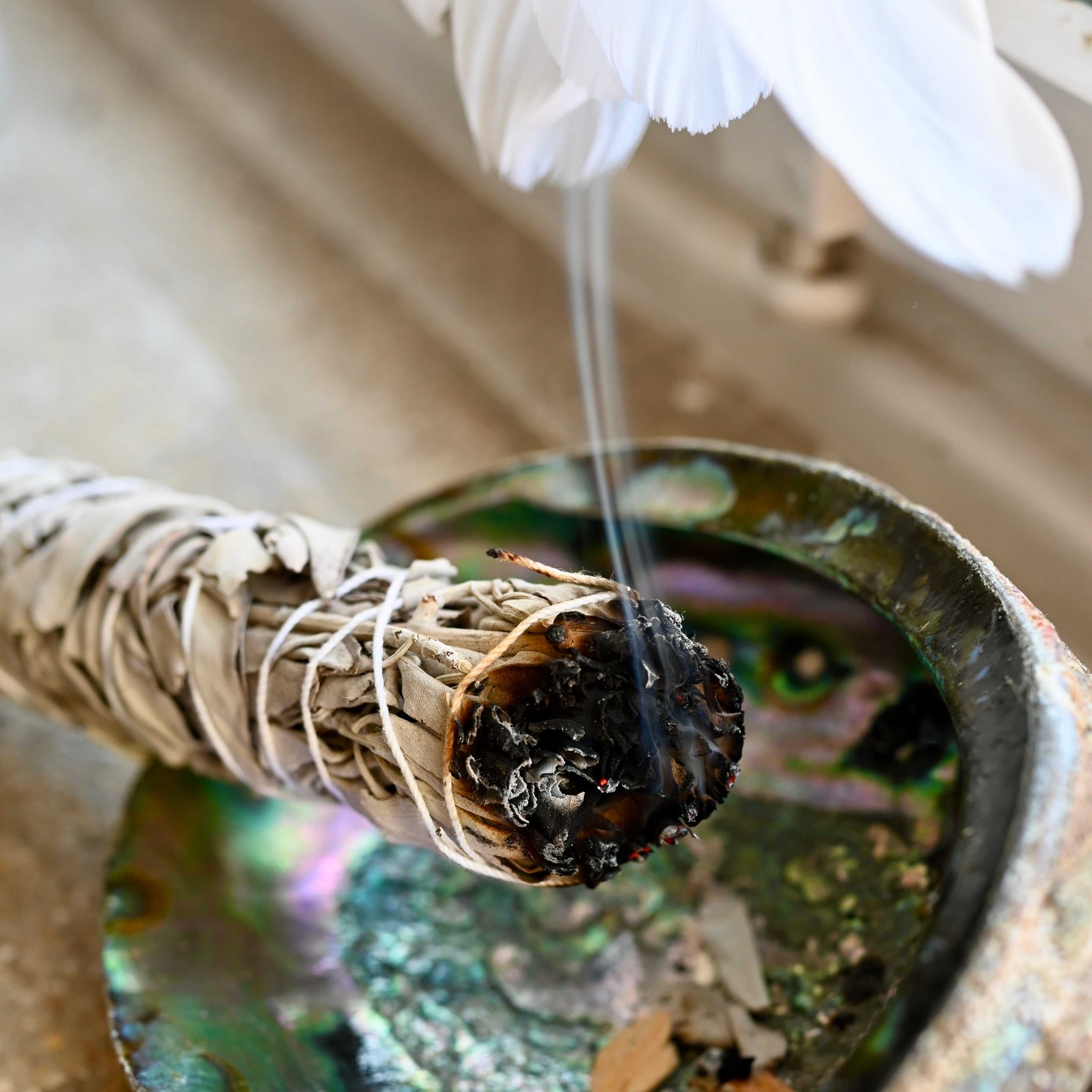 ABALONE - Muschel