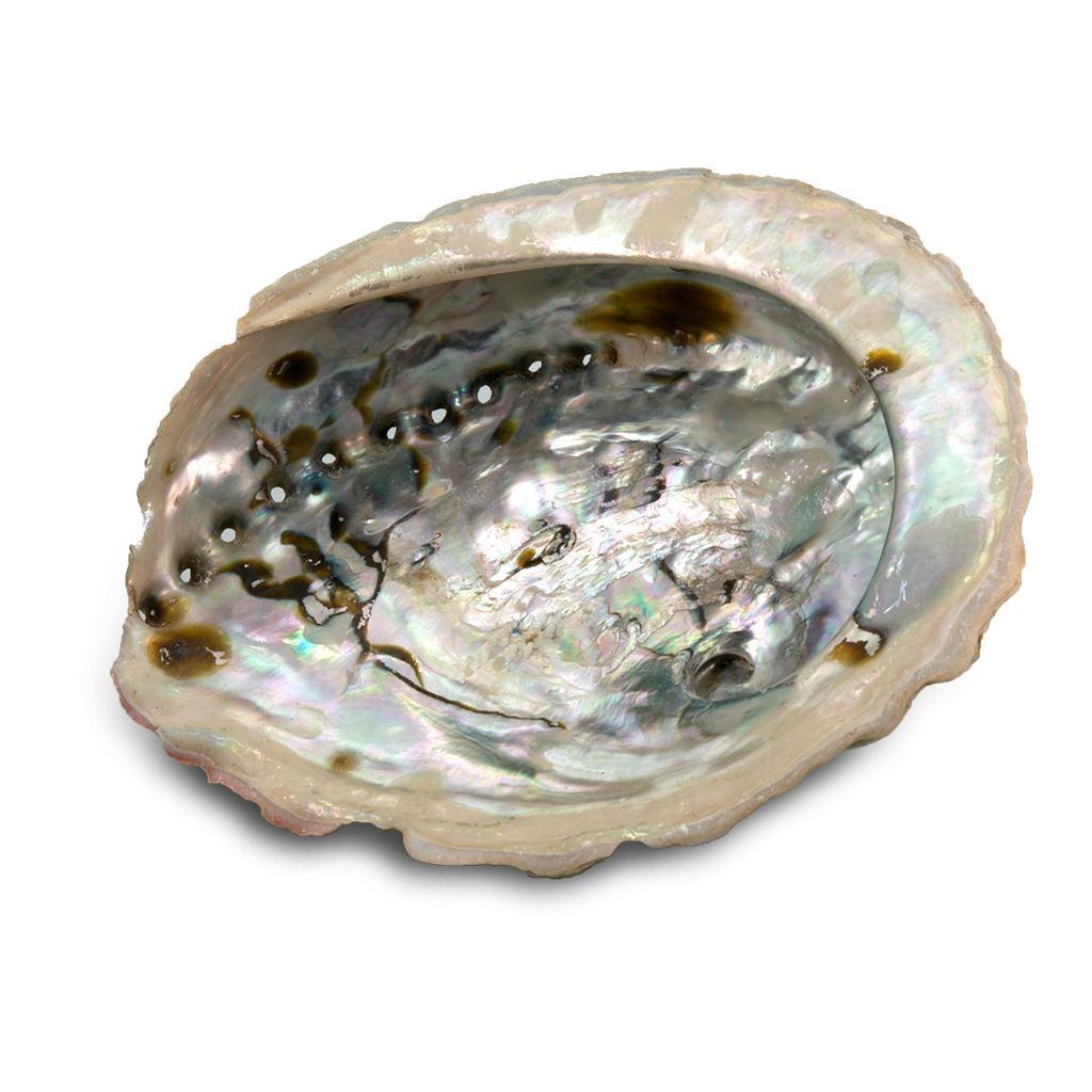 ABALONE - Muschel - Medium