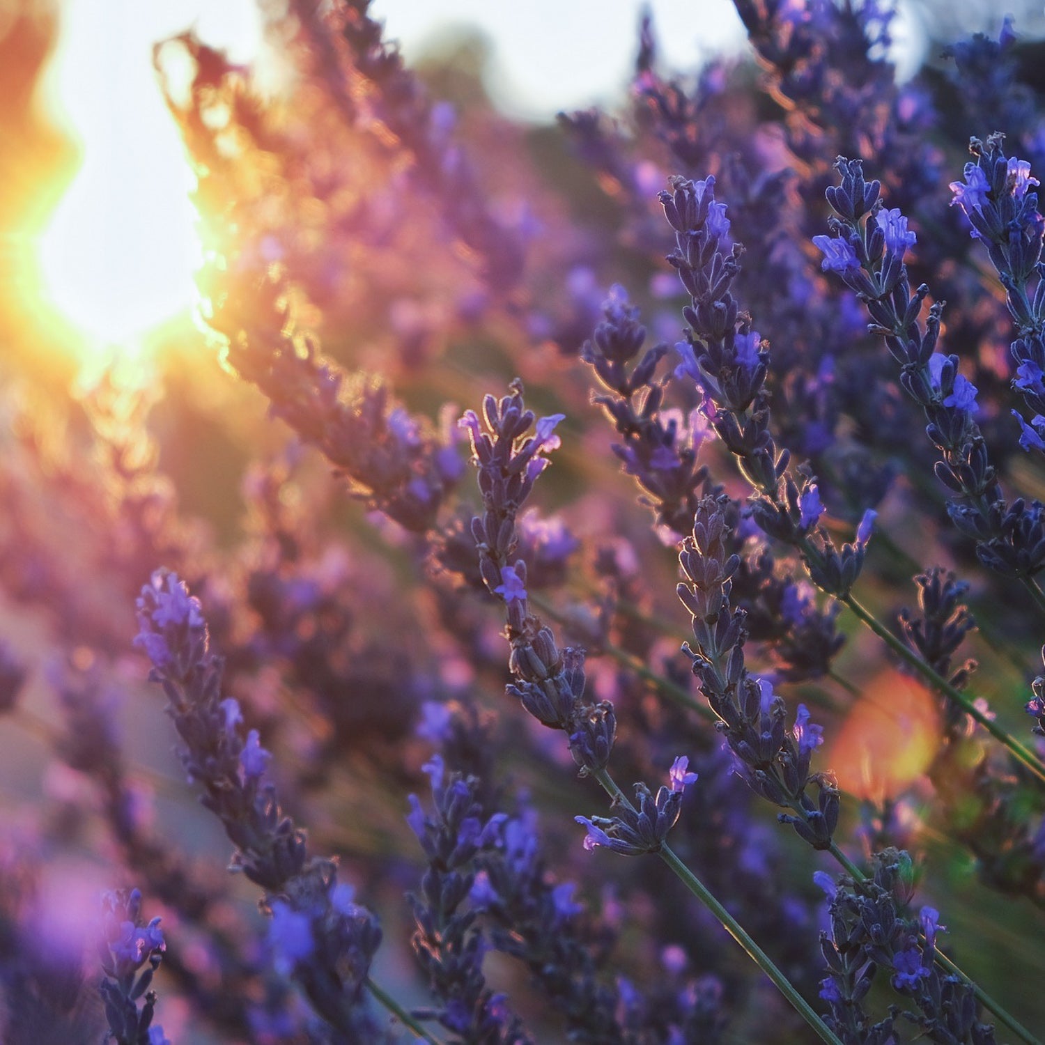BERUHIGEND – Naturseife Lavendel - seife