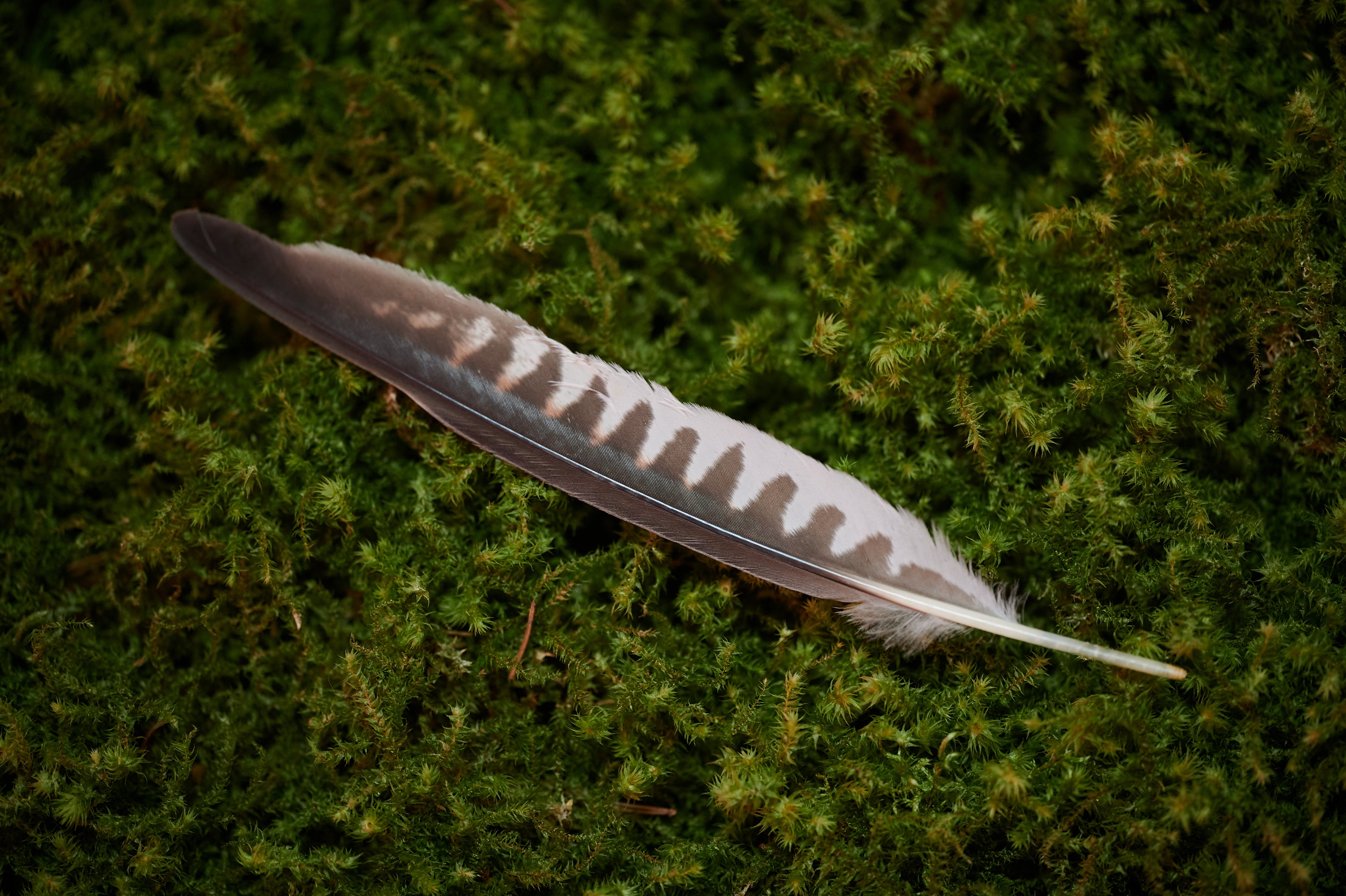 Fokus – Feder vom Turmfalken (zertifiziert)