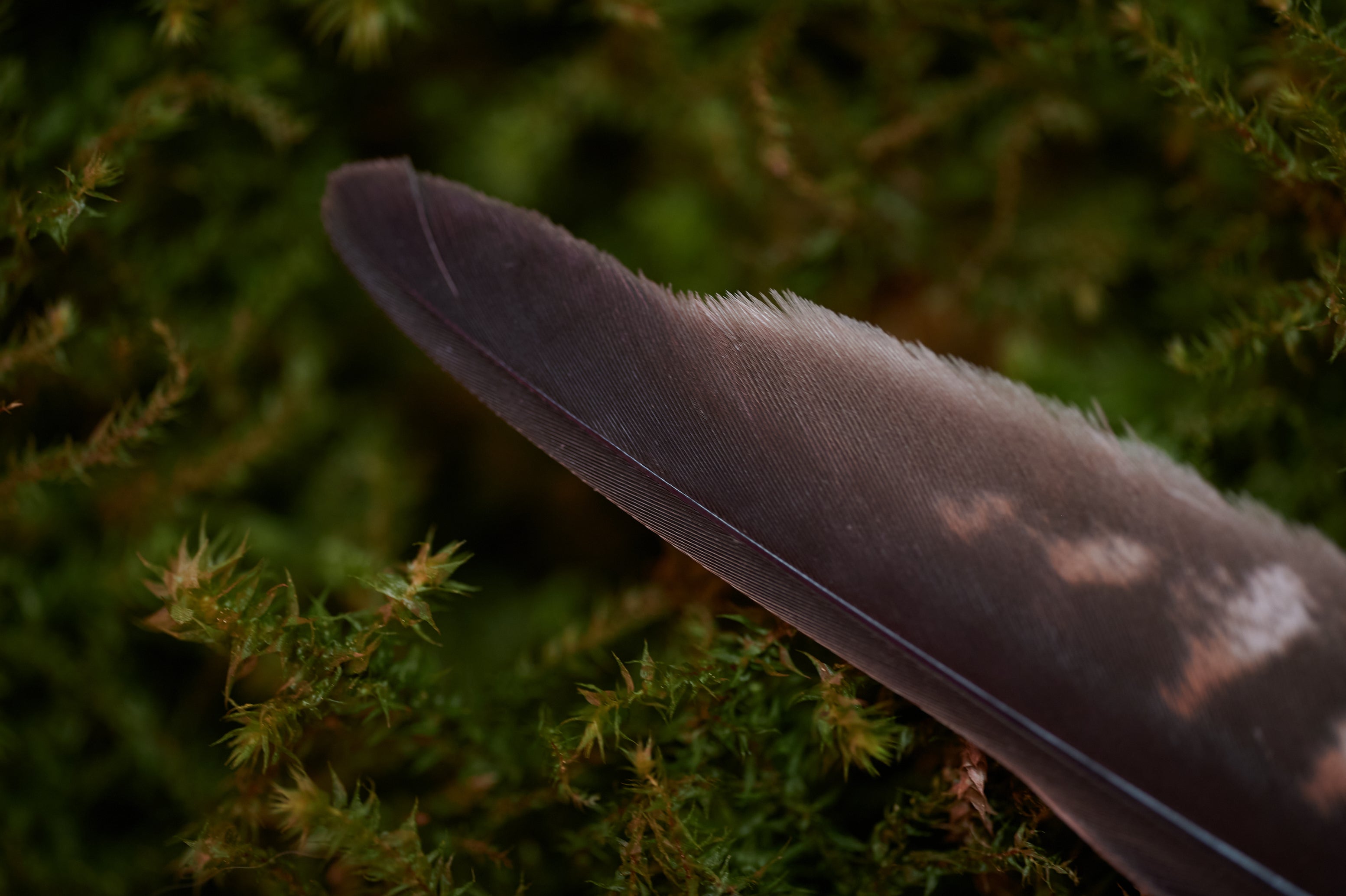 Fokus – Feder vom Turmfalken (zertifiziert)