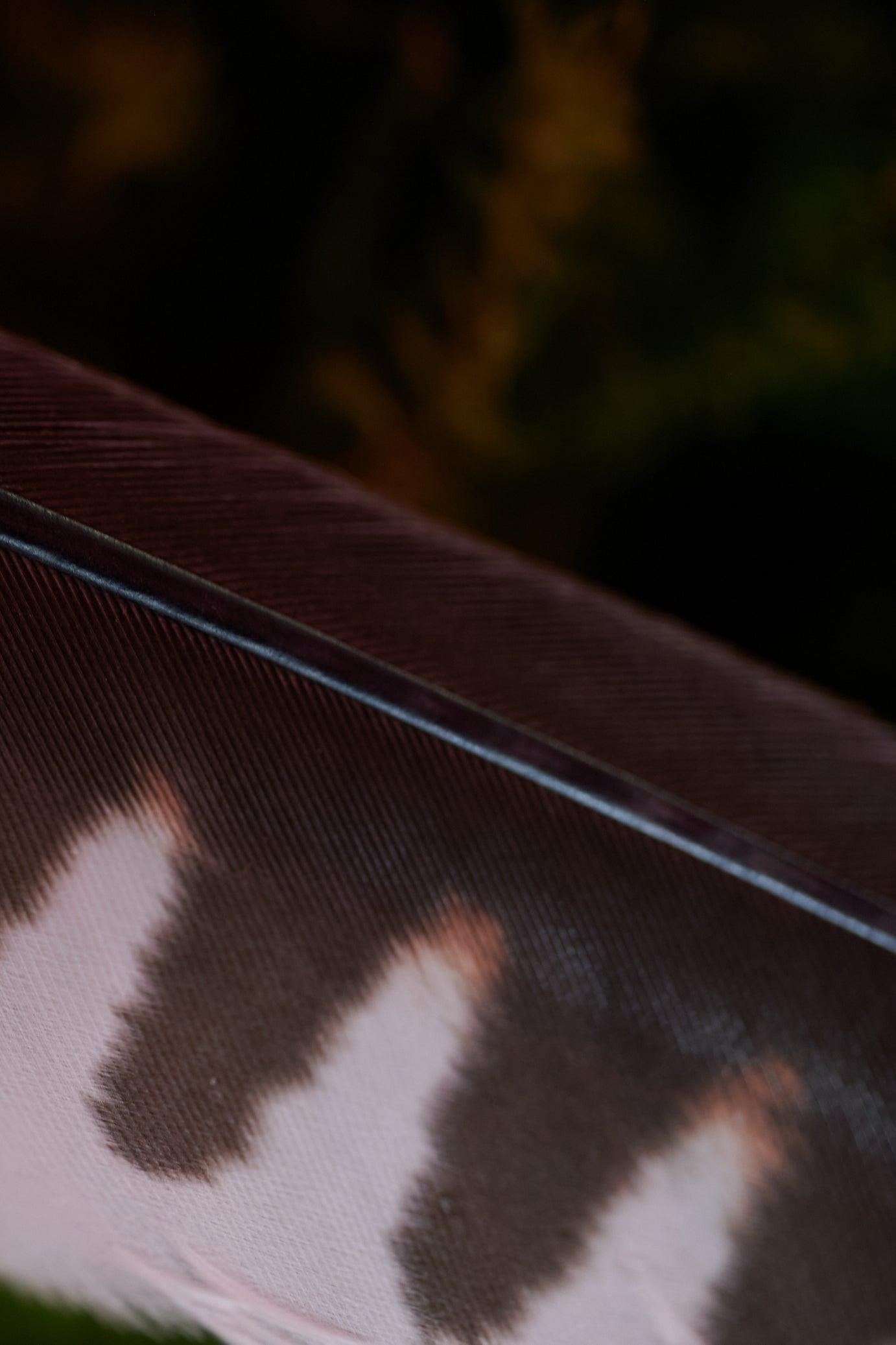 Fokus – Feder vom Turmfalken (zertifiziert)