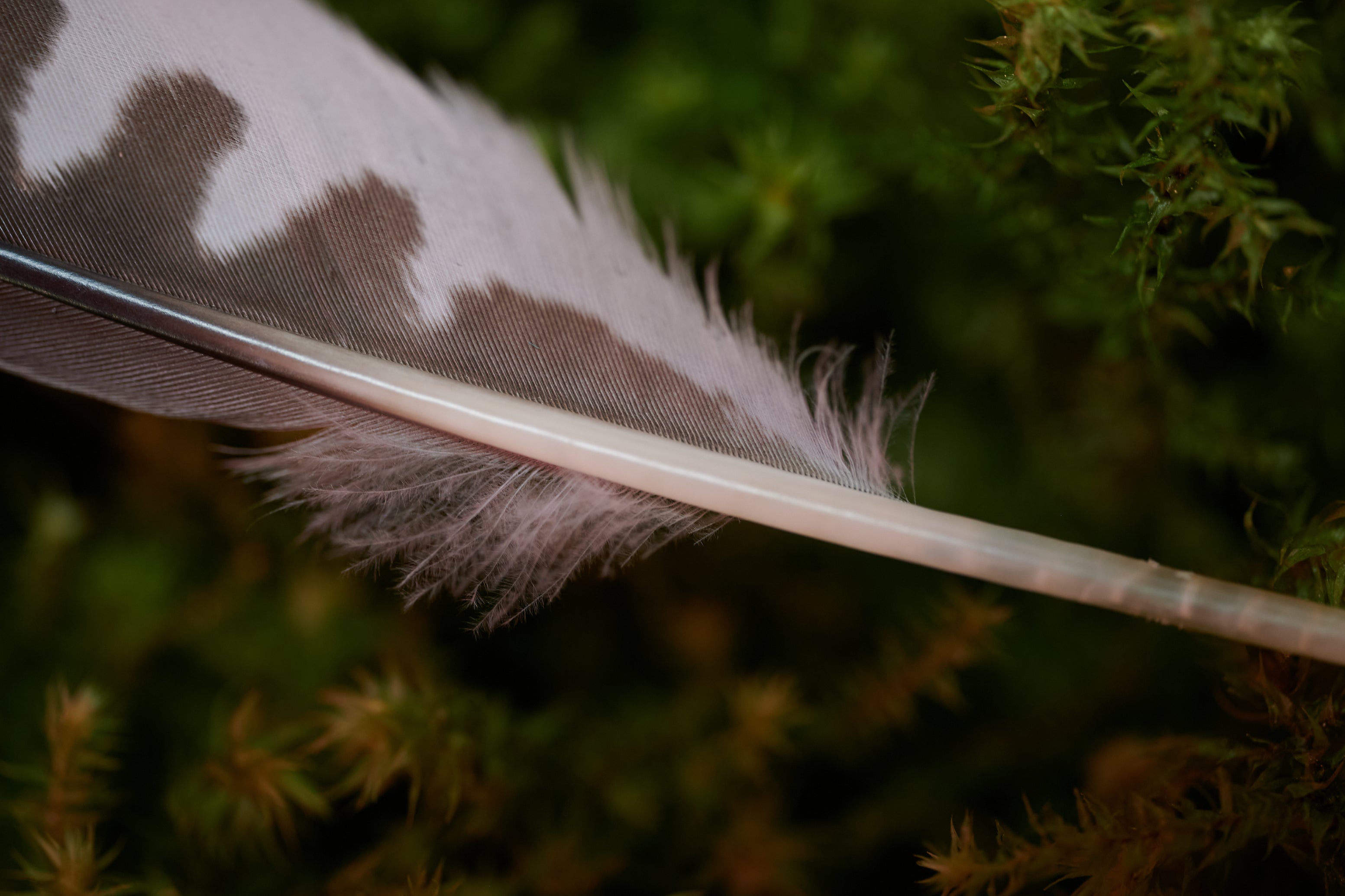 Fokus – Feder vom Turmfalken (zertifiziert)