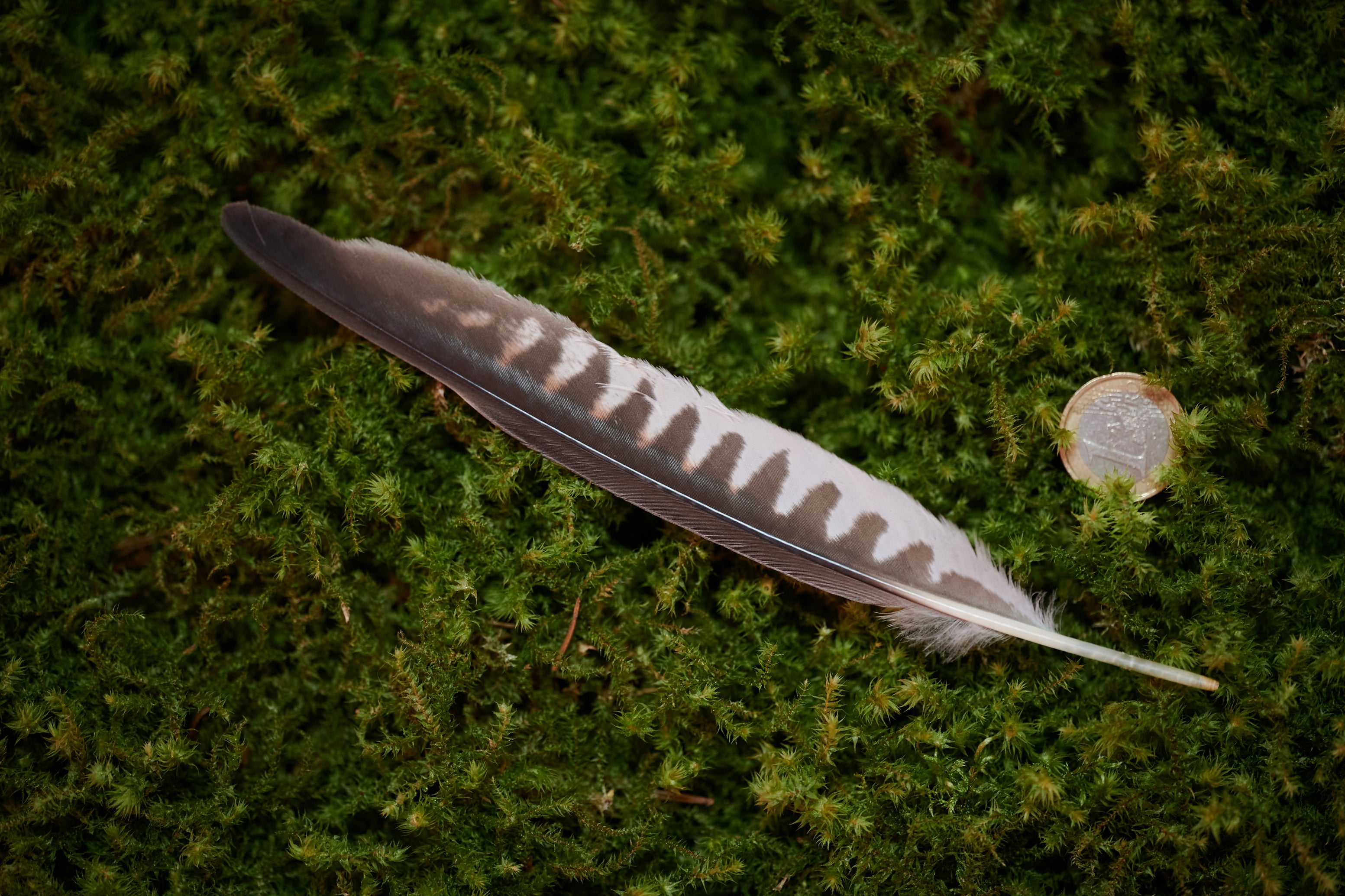 Fokus – Feder vom Turmfalken (zertifiziert)