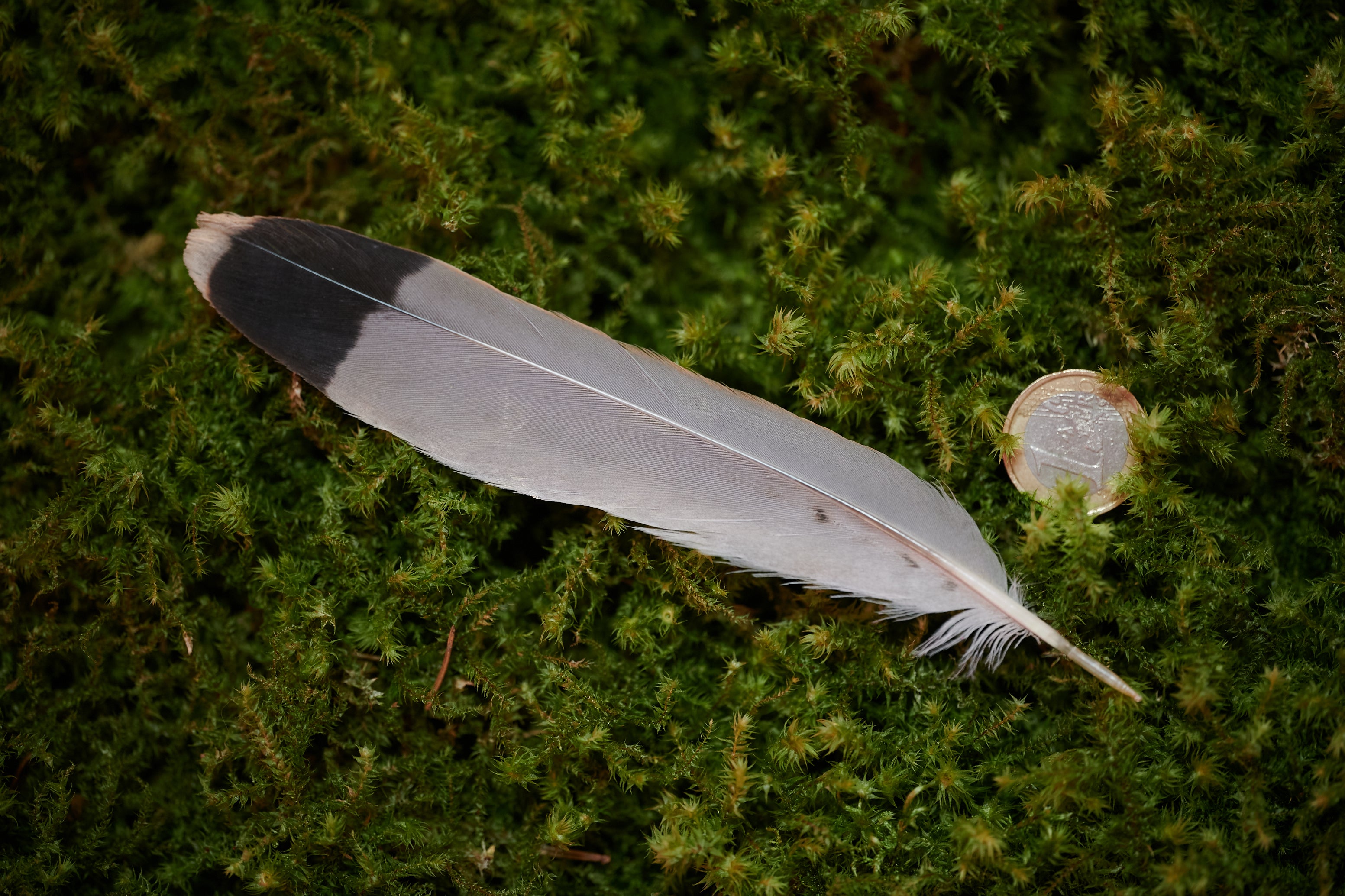Strategie – Feder vom Turmfalken (zertifiziert)