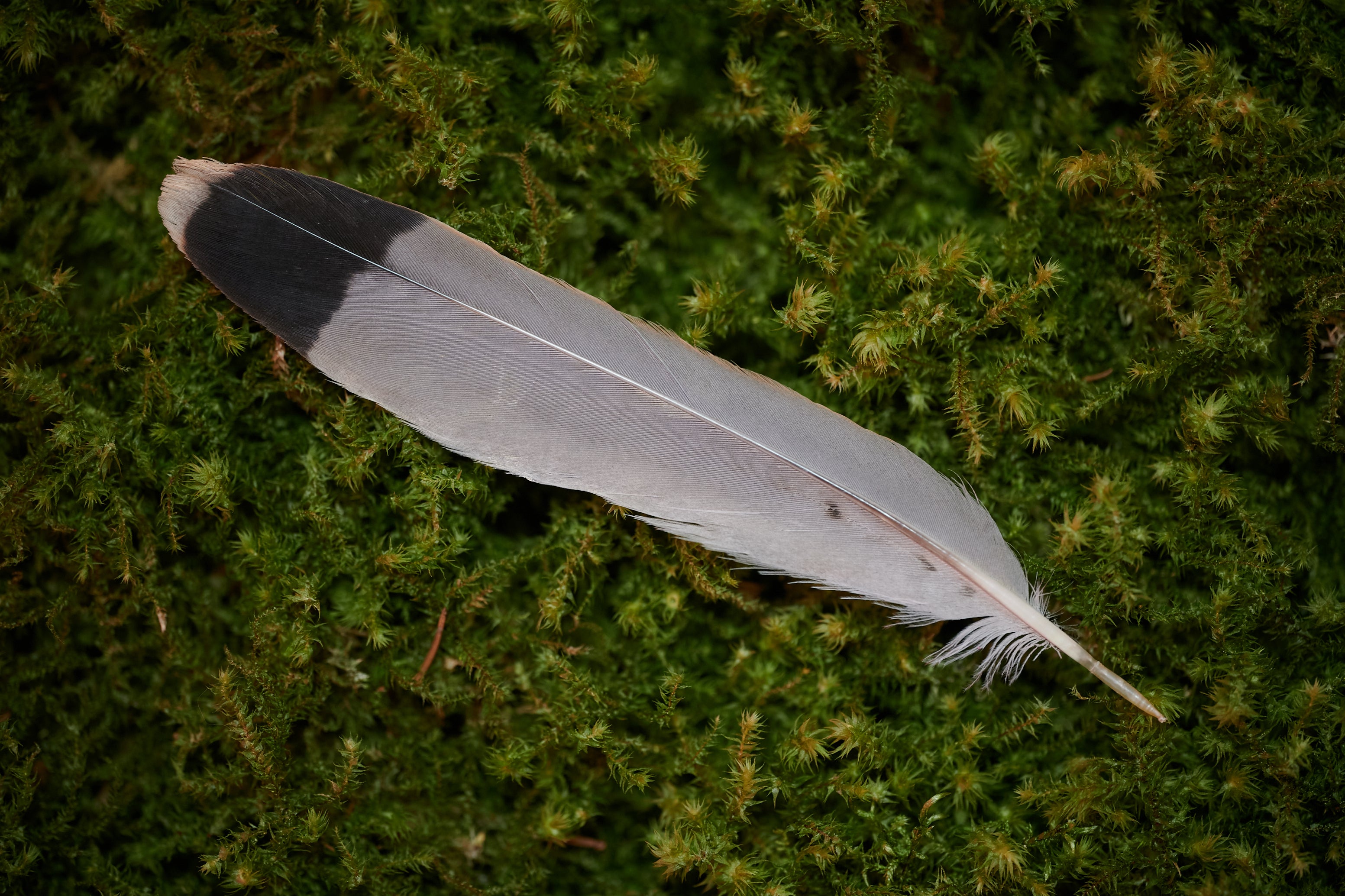 Strategie – Feder vom Turmfalken (zertifiziert)