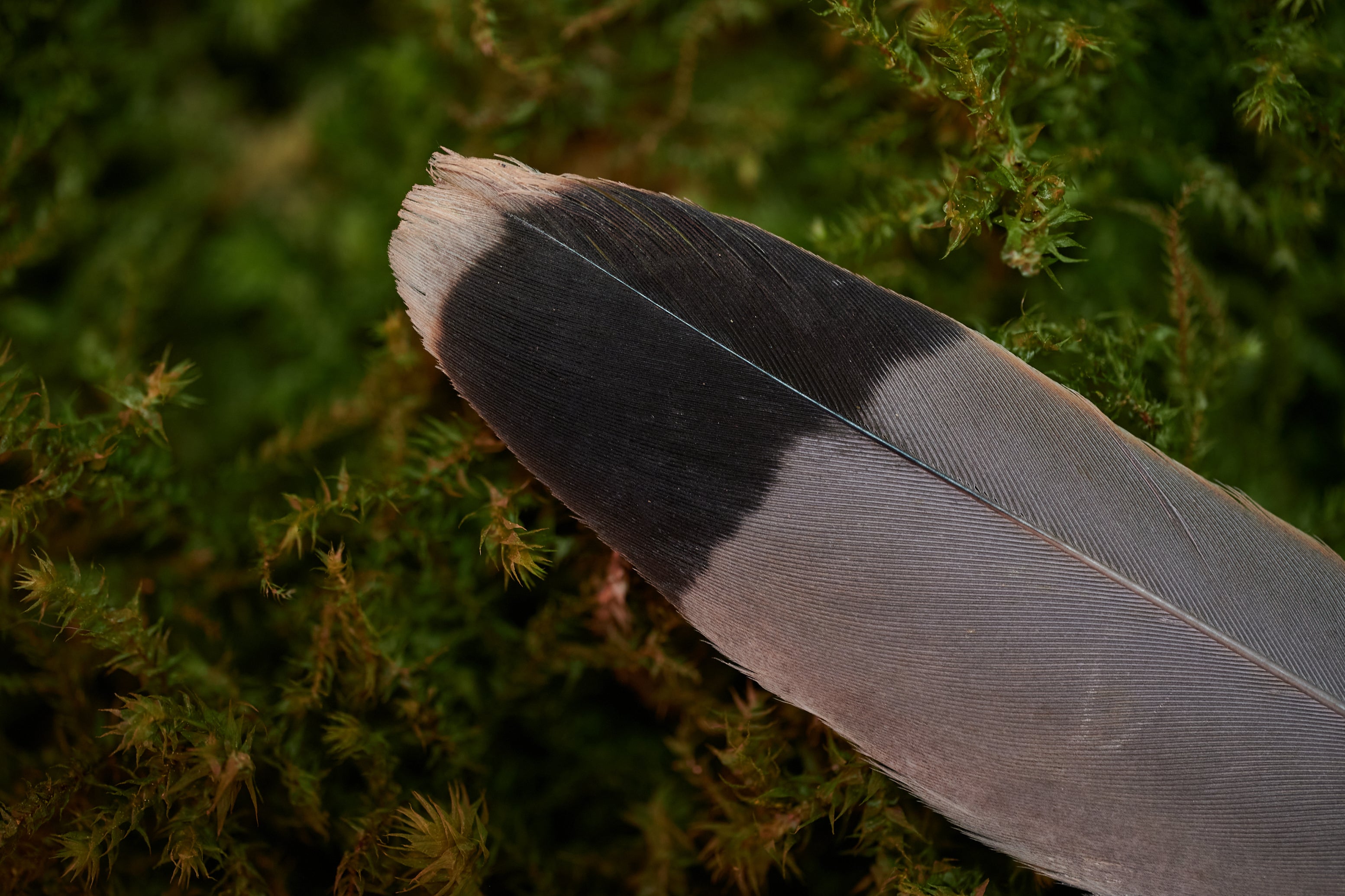 Strategie – Feder vom Turmfalken (zertifiziert)