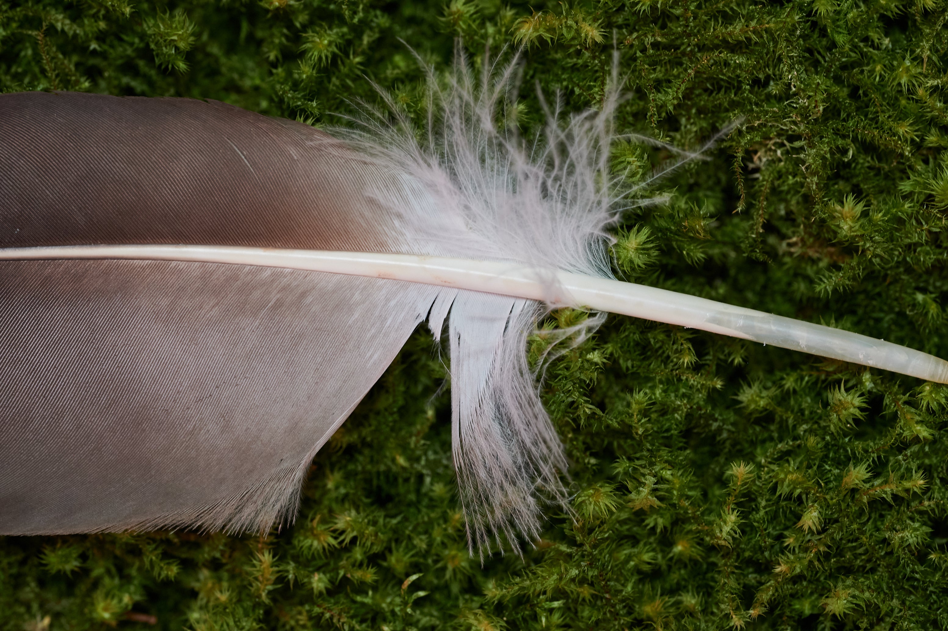 Wahrhaftigkeit – Feder vom europäischen Seeadler (zertifiziert)