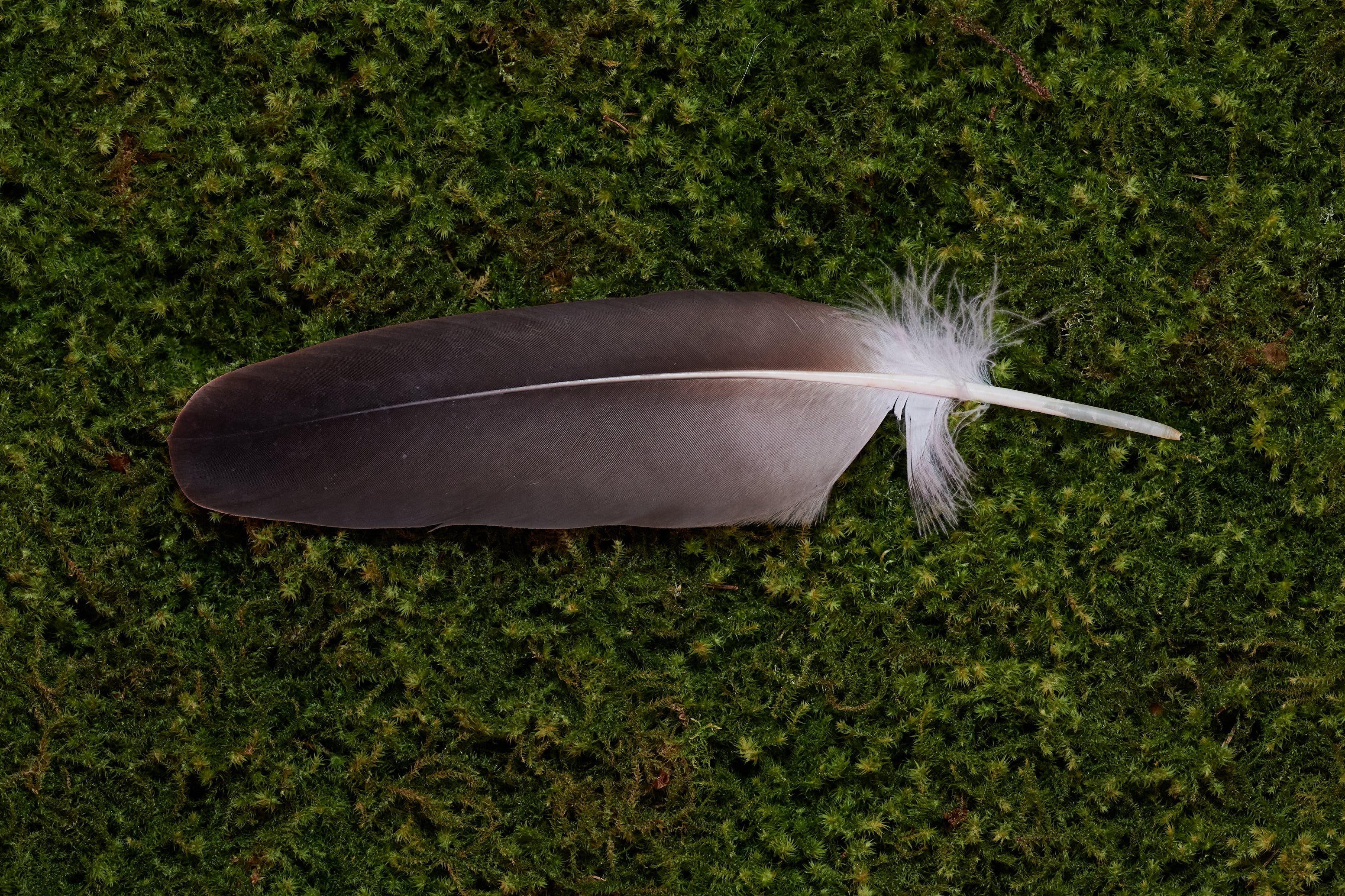 Wahrhaftigkeit – Feder vom europäischen Seeadler (zertifiziert)