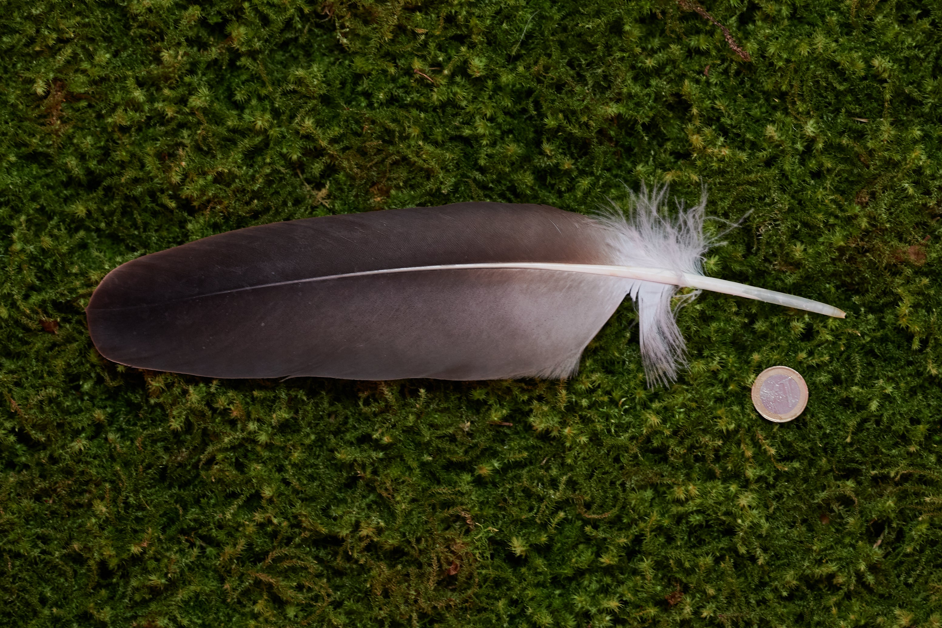 Wahrhaftigkeit – Feder vom europäischen Seeadler (zertifiziert)