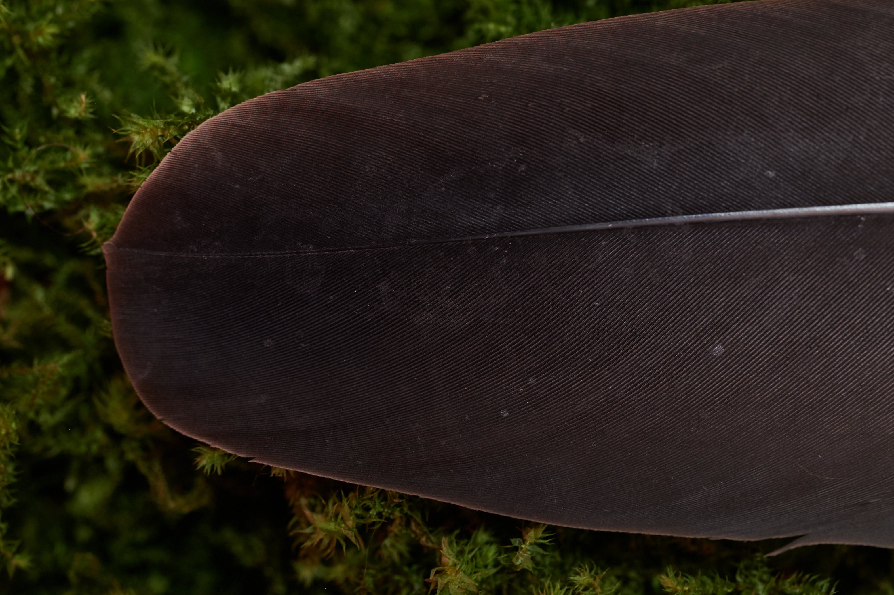 Wahrhaftigkeit – Feder vom europäischen Seeadler (zertifiziert)