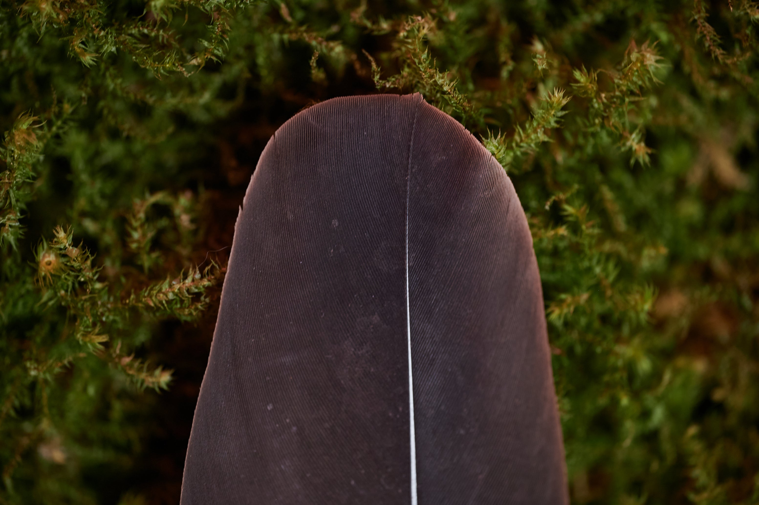 Wahrhaftigkeit – Feder vom europäischen Seeadler (zertifiziert)