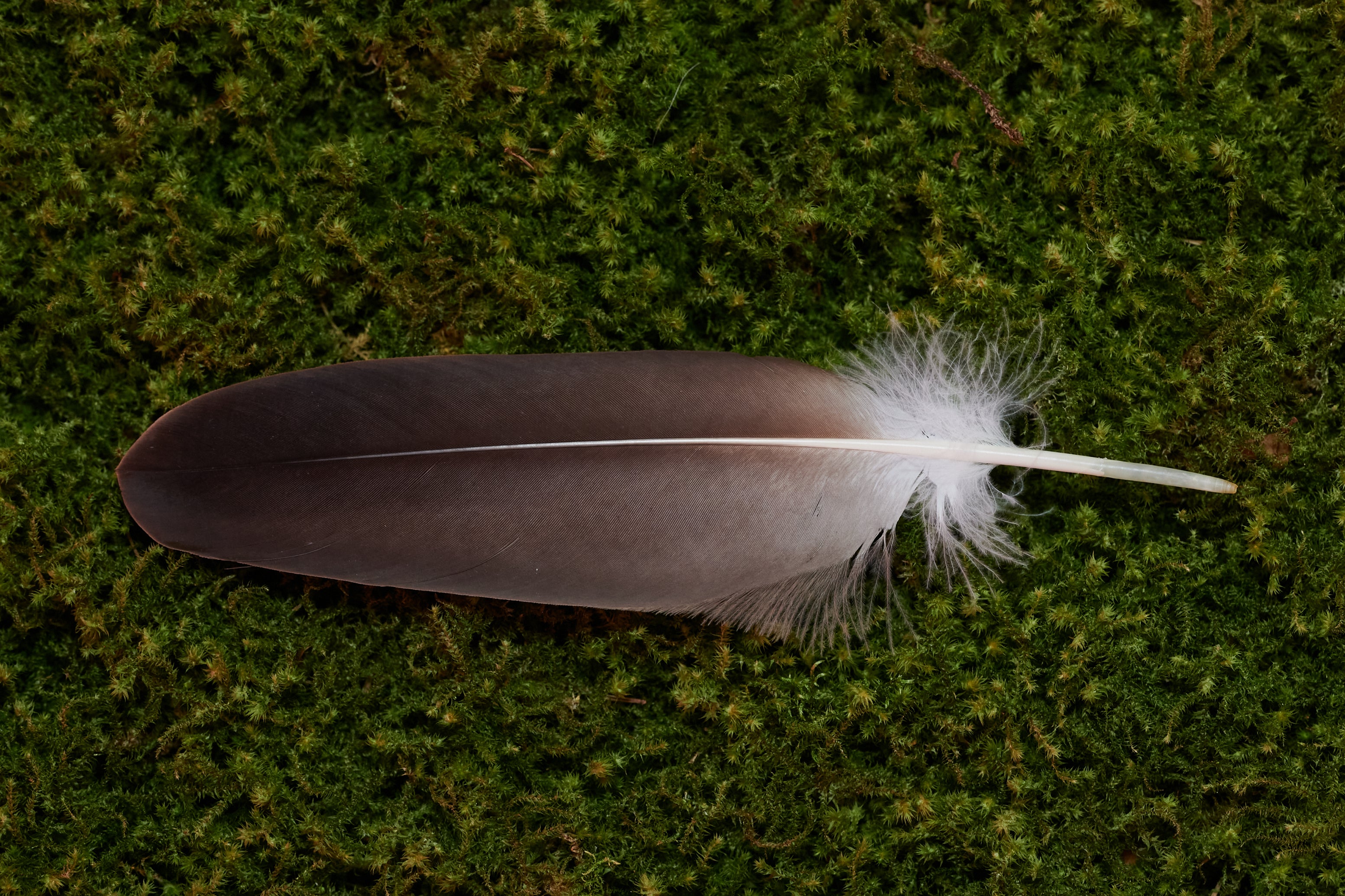 Seelenfreund – Feder vom europäischen Seeadler (zertifiziert)