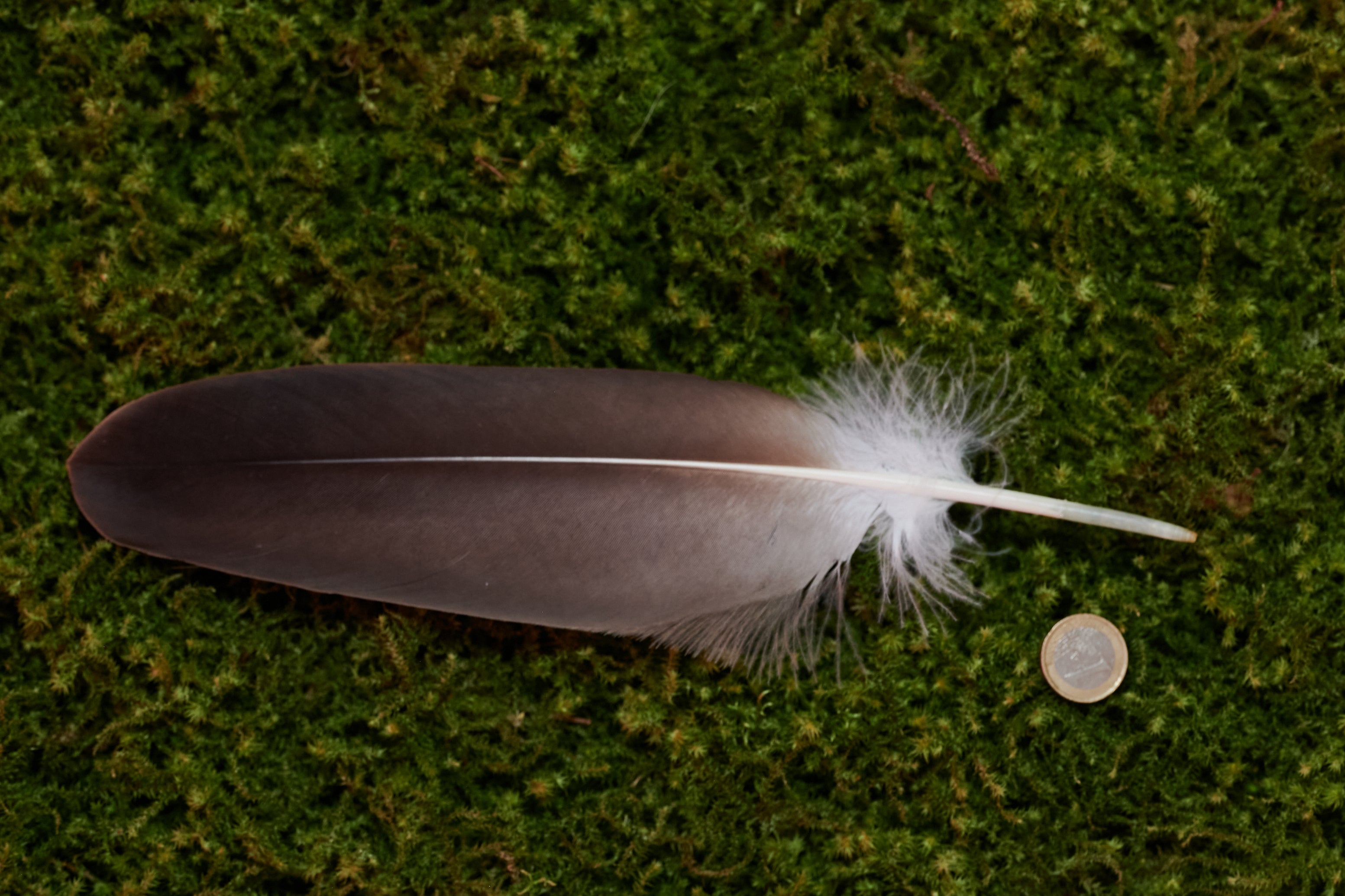 Seelenfreund – Feder vom europäischen Seeadler (zertifiziert)