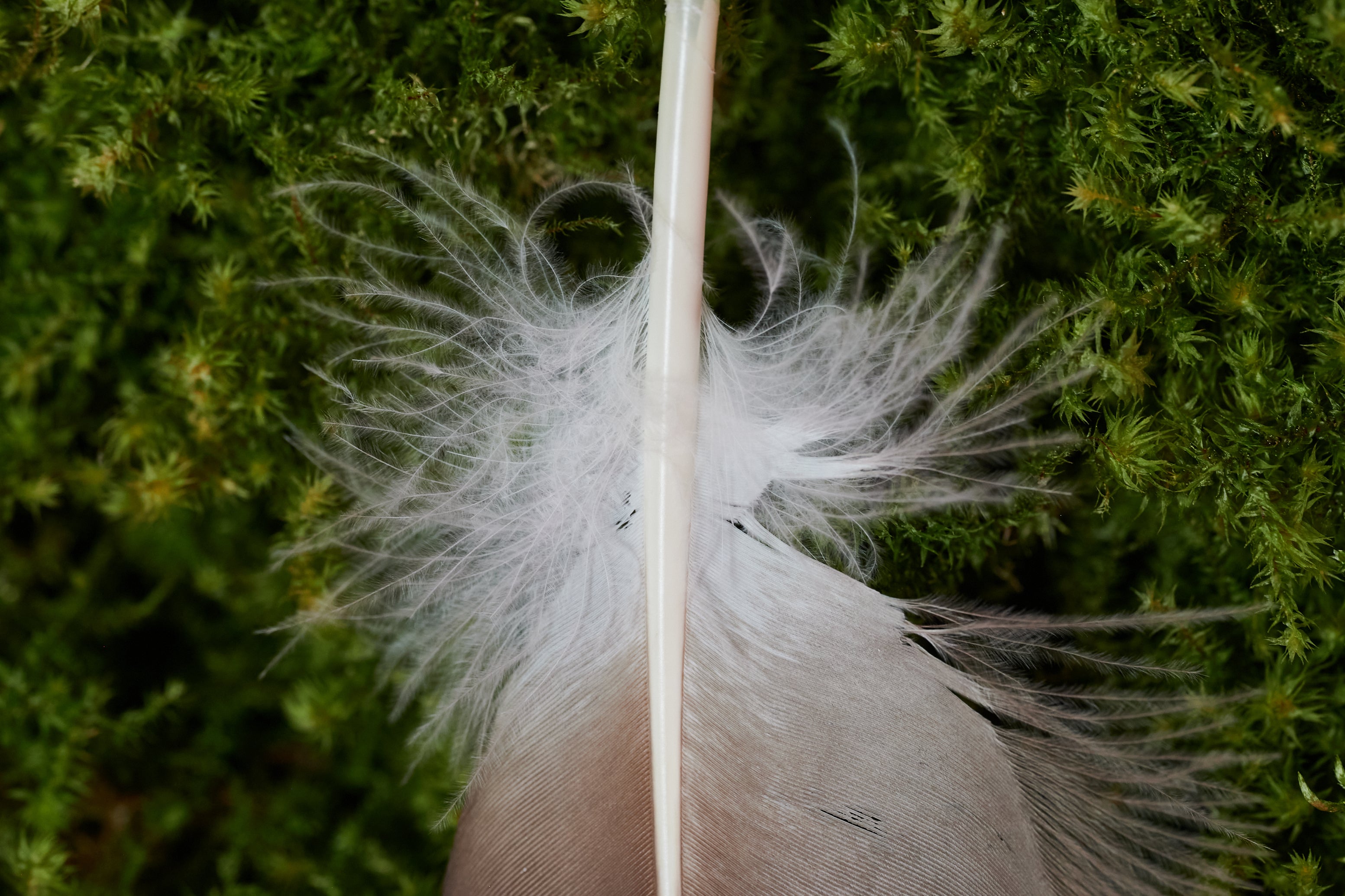 Seelenfreund – Feder vom europäischen Seeadler (zertifiziert)