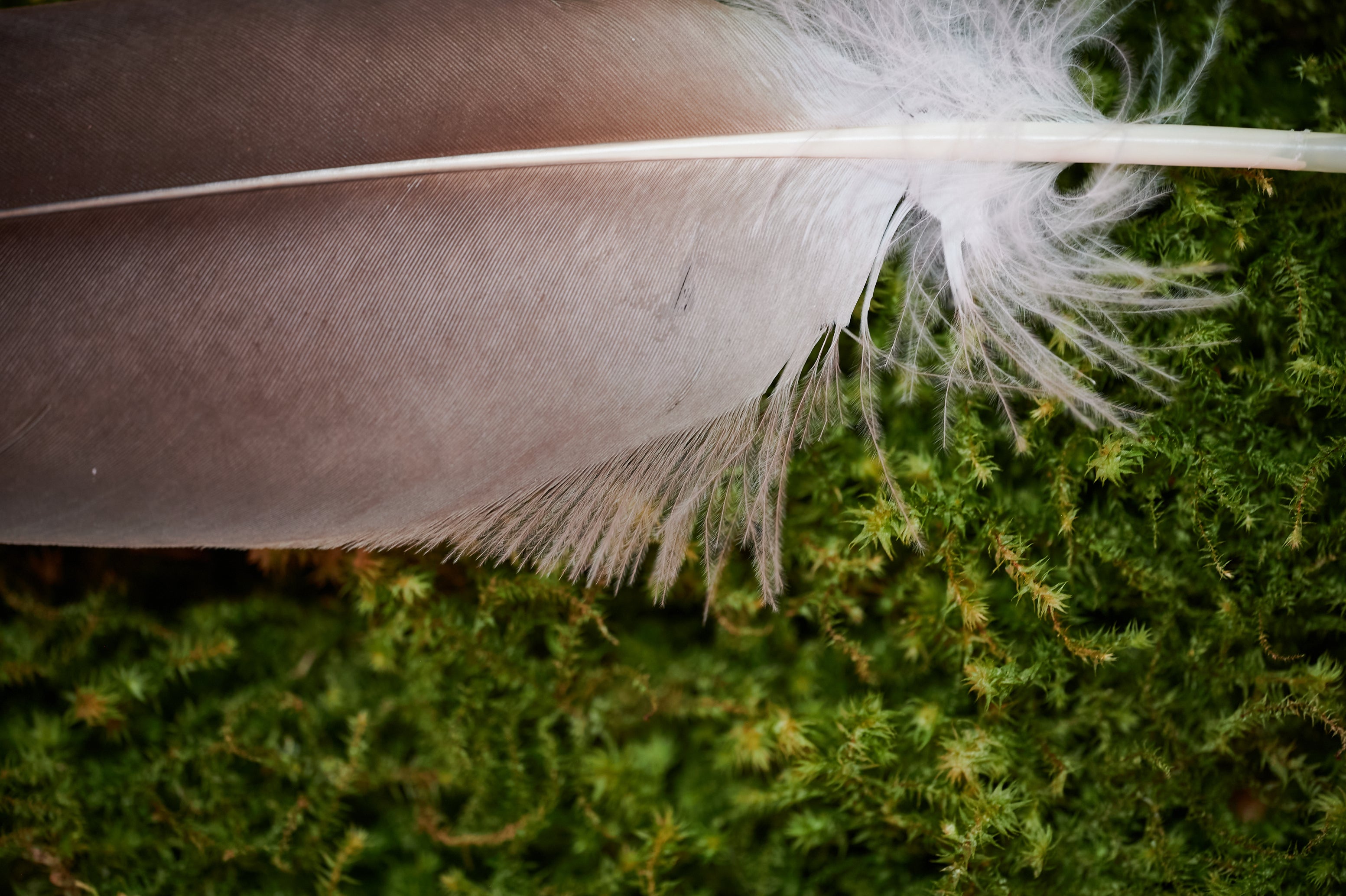 Seelenfreund – Feder vom europäischen Seeadler (zertifiziert)