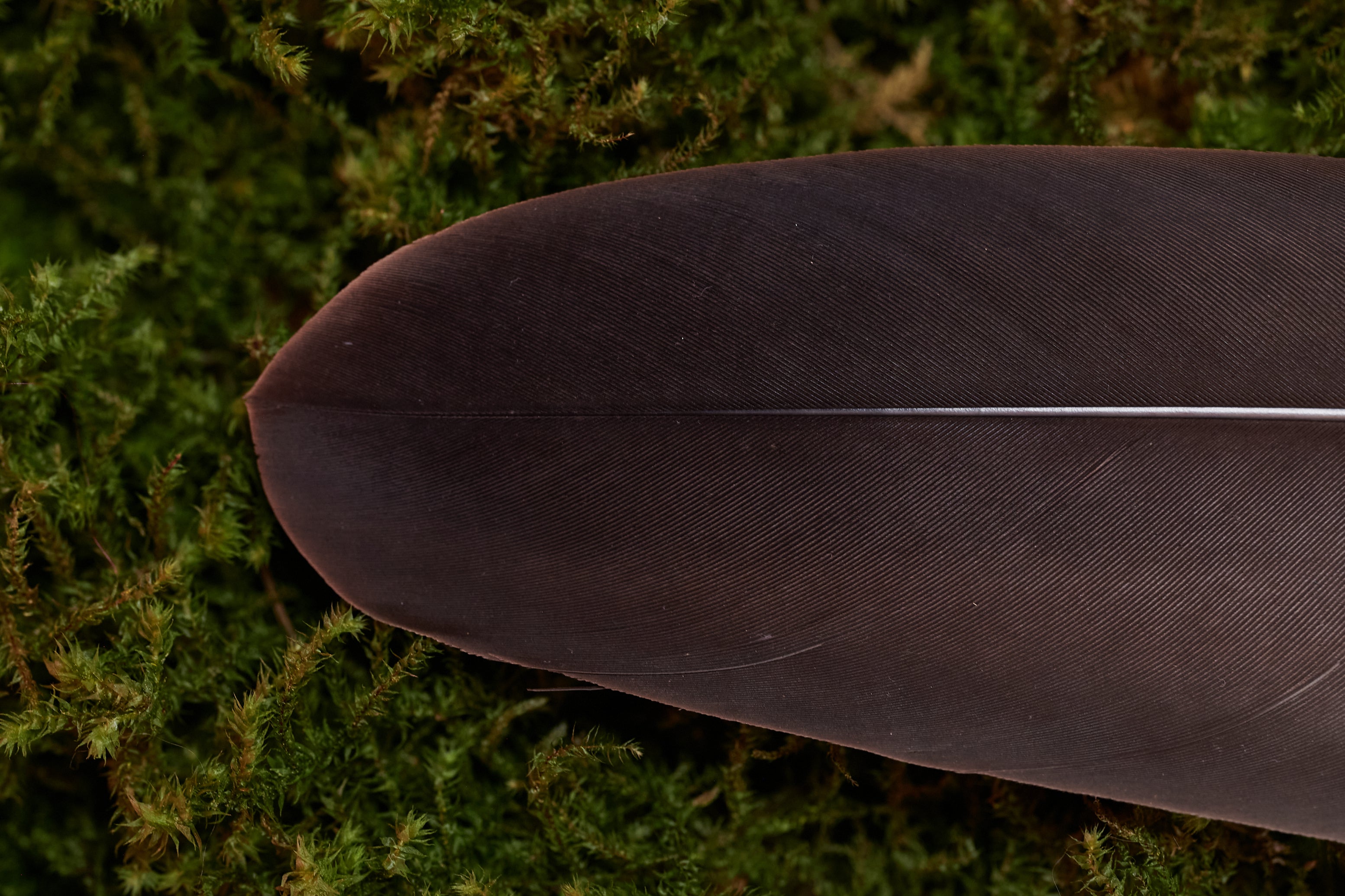 Seelenfreund – Feder vom europäischen Seeadler (zertifiziert)