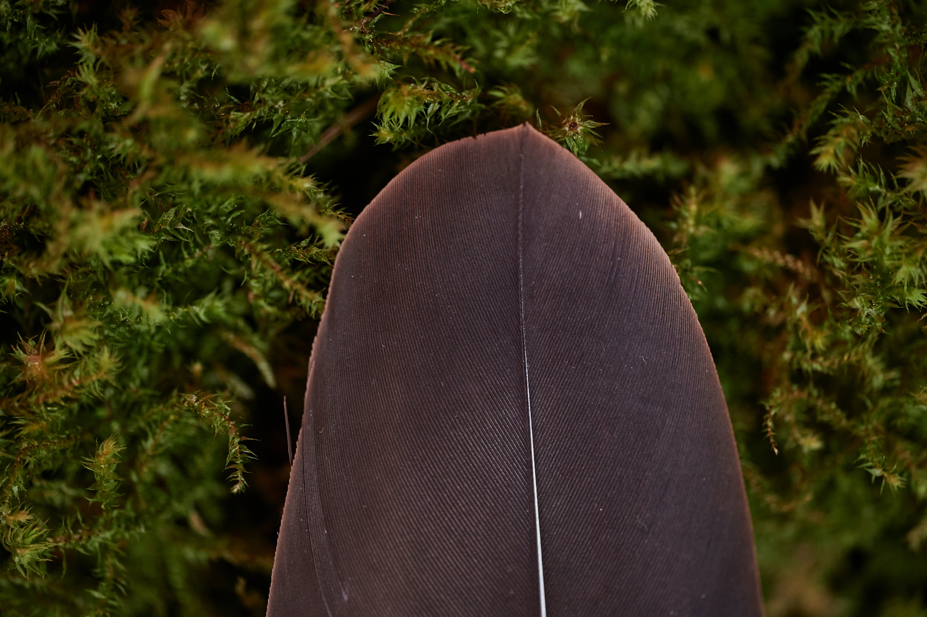 Seelenfreund – Feder vom europäischen Seeadler (zertifiziert)