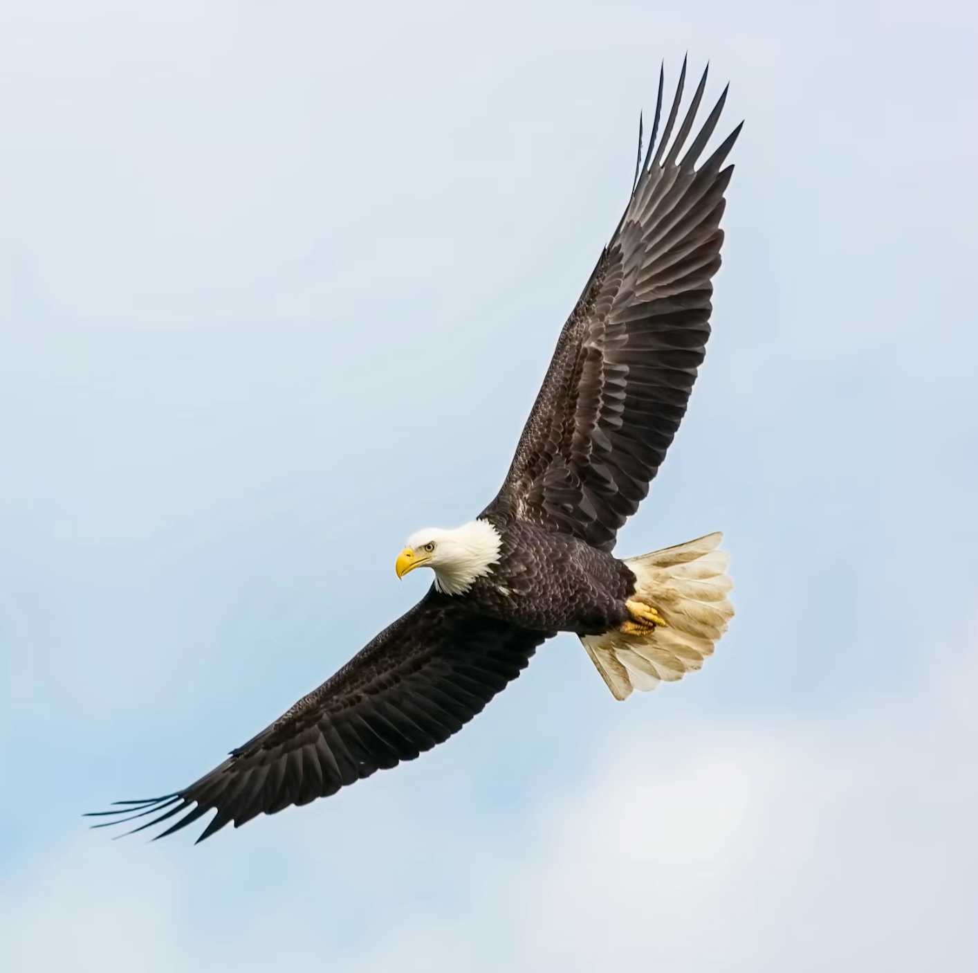 ERHABENHEIT – Feder vom europäischen Seeadler - Federn