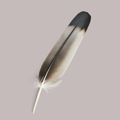 KLARHEIT – Feder vom afrikanischen Adler (Gaukler), 27 cm