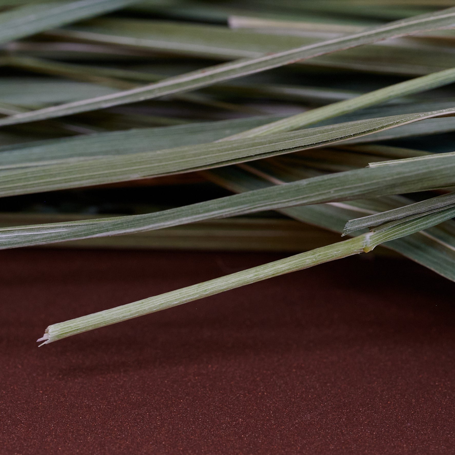 Detailaufnahme von losem Sweetgrass – feine Halme von Süssgras (Vanillegras) zum Räuchern