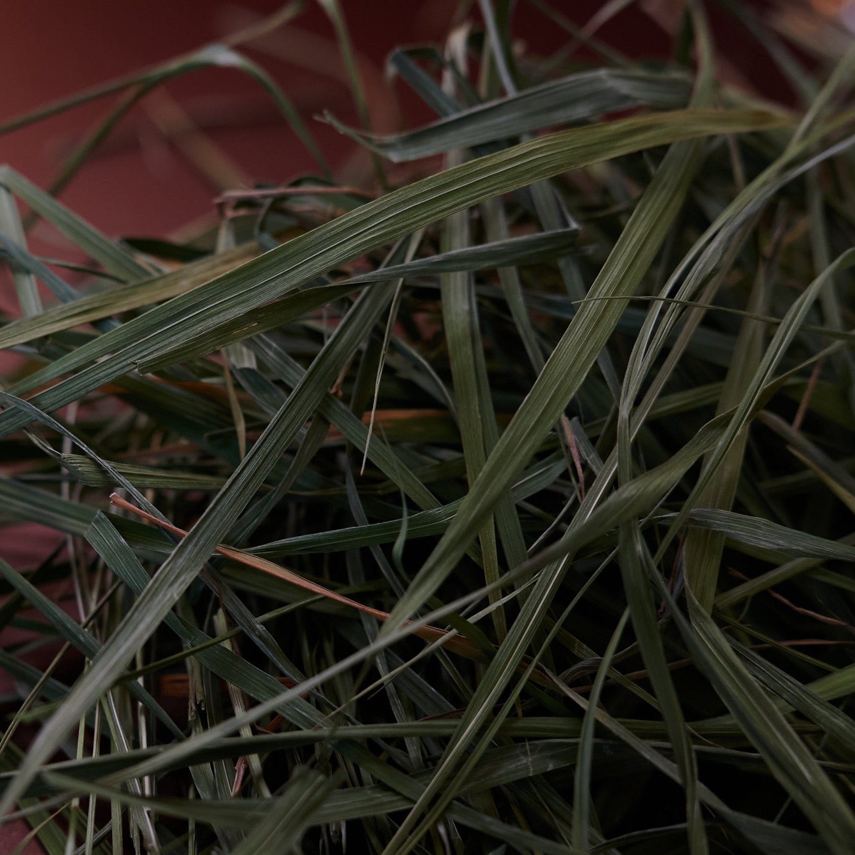 Loses Sweetgrass zum Räuchern – naturbelassenes Süssgras in seiner ursprünglichen Form