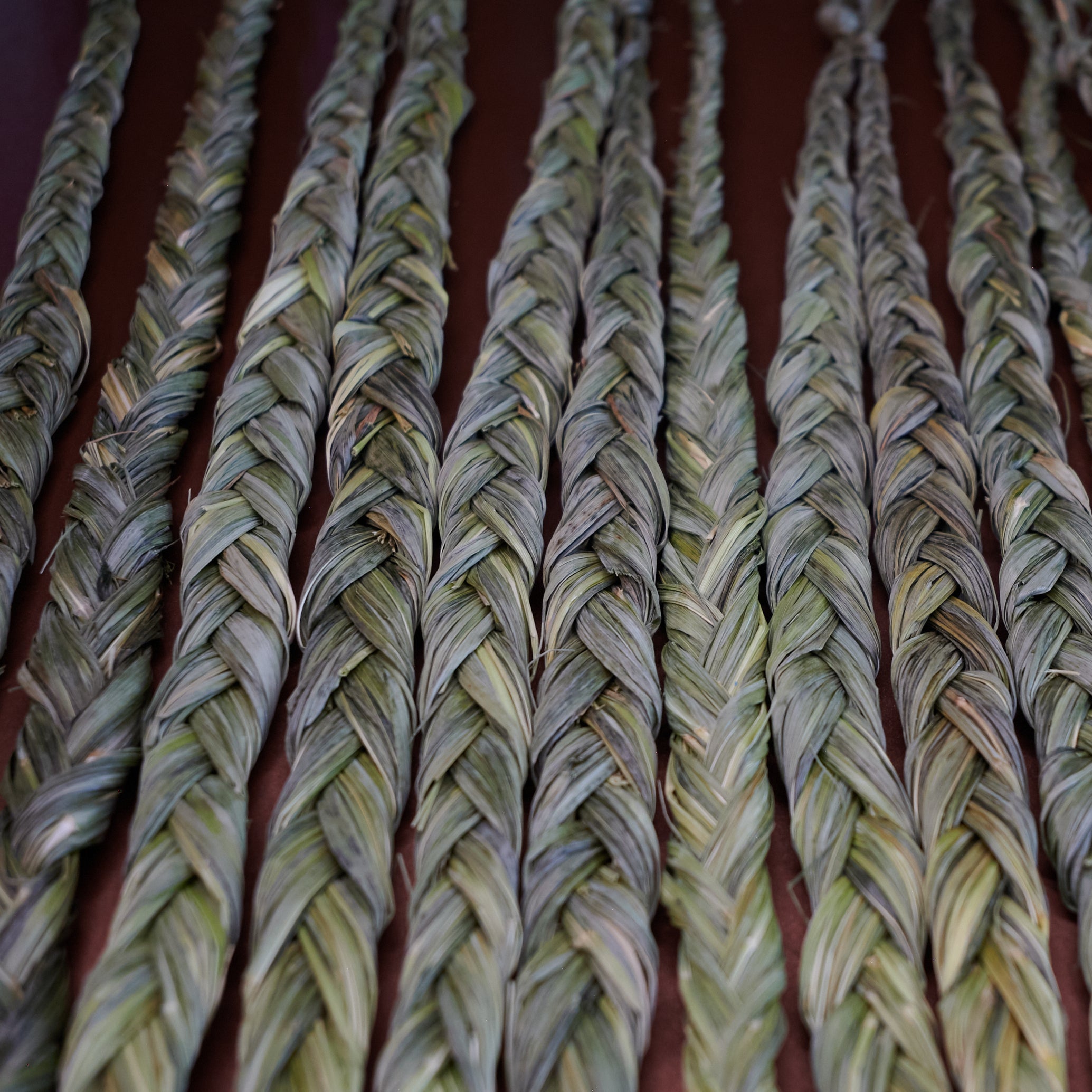 Eine Reihe von Sweetgrass Zöpfen … mit charakteristisch süß-warmem Duft – fein geflochtene Struktur des Mariengrases, weich, grünlich und naturbelassen, hochwertige Handarbeit