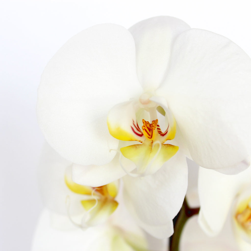 Weiße Orchideenblüte als Sinnbild für Reinheit und Sinnlichkeit des White Orchid Dufts.